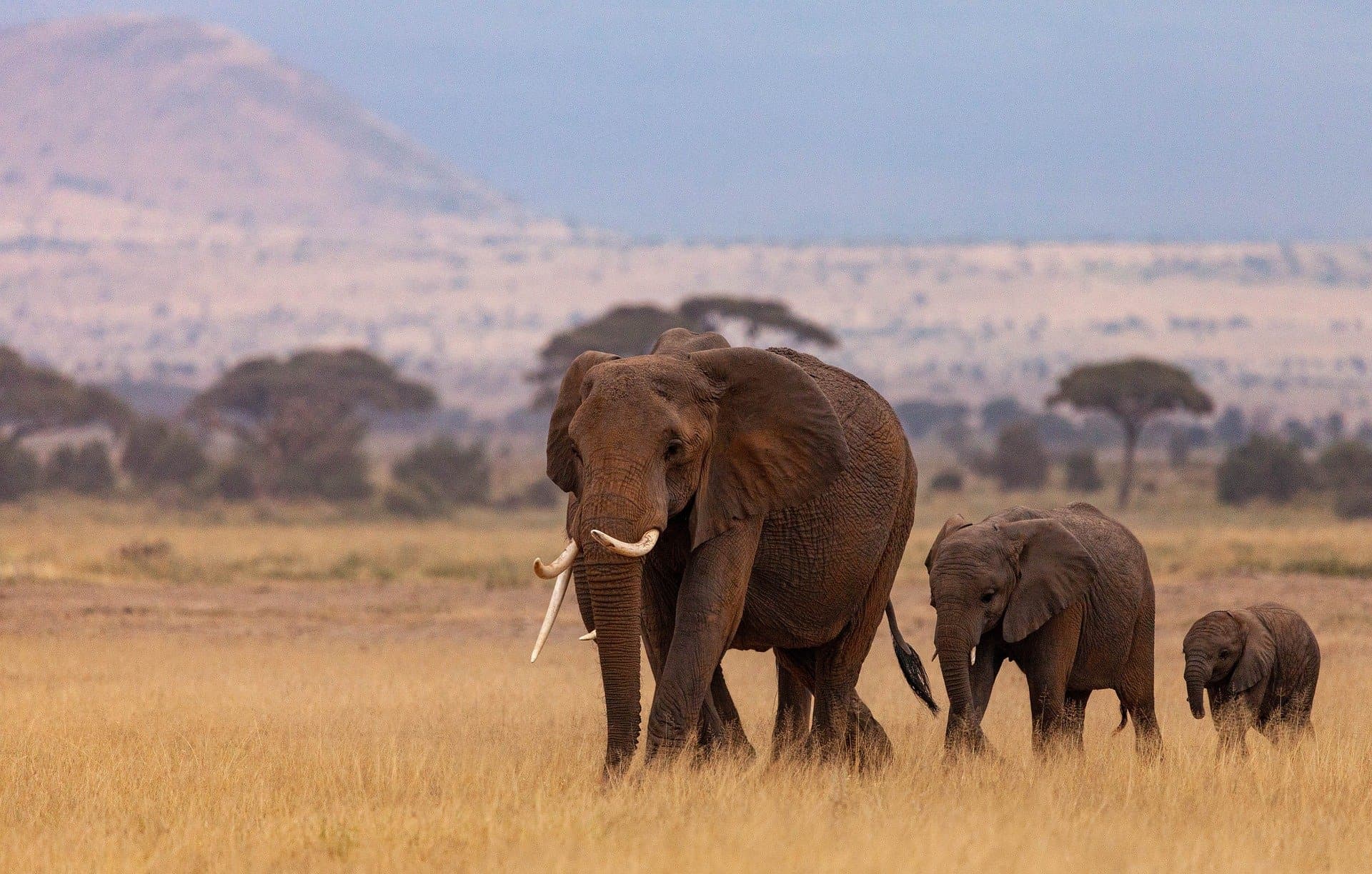 Explorer Kenya Tours Website